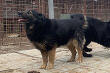RICHIE, Hund, Mischlingshund in Rumänien - Bild 10