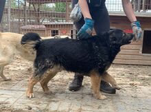 RICHIE, Hund, Mischlingshund in Rumänien - Bild 12