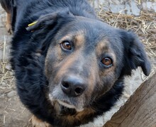 RICHIE, Hund, Mischlingshund in Rumänien - Bild 13