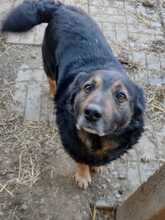 RICHIE, Hund, Mischlingshund in Rumänien - Bild 14