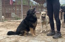 RICHIE, Hund, Mischlingshund in Rumänien - Bild 18