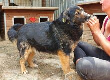 RICHIE, Hund, Mischlingshund in Rumänien - Bild 2