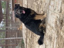 RICHIE, Hund, Mischlingshund in Rumänien - Bild 3