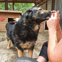 RICHIE, Hund, Mischlingshund in Rumänien - Bild 5