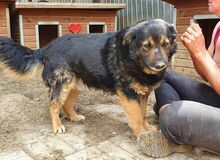 RICHIE, Hund, Mischlingshund in Rumänien - Bild 6