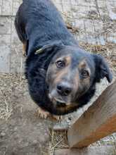 RICHIE, Hund, Mischlingshund in Rumänien - Bild 7
