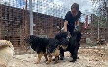 RICHIE, Hund, Mischlingshund in Rumänien - Bild 9