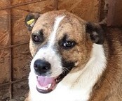 PRETTY, Hund, Mischlingshund in Rumänien - Bild 1