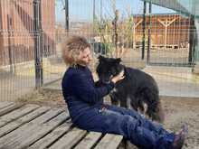 PAULA, Hund, Mischlingshund in Rumänien - Bild 10