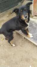 PAULA, Hund, Mischlingshund in Rumänien - Bild 16