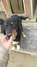 PAULA, Hund, Mischlingshund in Rumänien - Bild 20