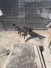 PAULA, Hund, Mischlingshund in Rumänien - Bild 21