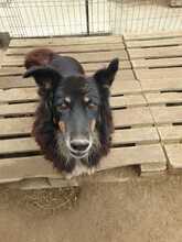 PAULA, Hund, Mischlingshund in Rumänien - Bild 6