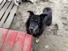 PAULA, Hund, Mischlingshund in Rumänien - Bild 8