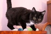 TIN, Katze, Europäisch Kurzhaar in Bulgarien - Bild 6