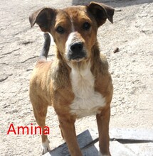 AMINA, Hund, Mischlingshund in Bulgarien - Bild 1