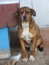 AMINA, Hund, Mischlingshund in Bulgarien - Bild 2