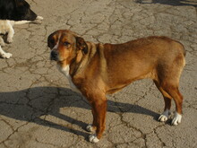AMINA, Hund, Mischlingshund in Bulgarien - Bild 3
