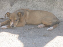 AMINA, Hund, Mischlingshund in Bulgarien - Bild 4