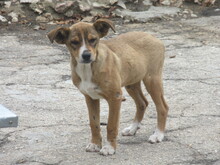 AMINA, Hund, Mischlingshund in Bulgarien - Bild 5