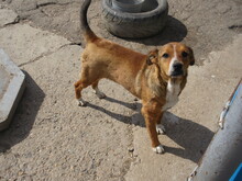 AMINA, Hund, Mischlingshund in Bulgarien - Bild 7