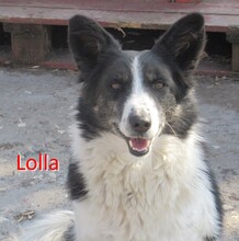 LOLLA, Hund, Mischlingshund in Bulgarien - Bild 1
