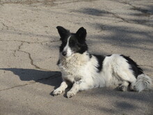 LOLLA, Hund, Mischlingshund in Bulgarien - Bild 2
