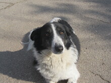 LOLLA, Hund, Mischlingshund in Bulgarien - Bild 3