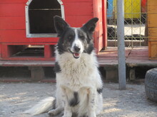 LOLLA, Hund, Mischlingshund in Bulgarien - Bild 4