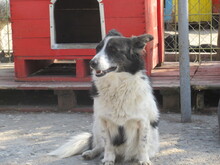 LOLLA, Hund, Mischlingshund in Bulgarien - Bild 5
