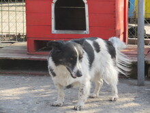LOLLA, Hund, Mischlingshund in Bulgarien - Bild 6