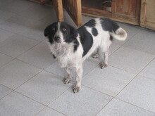 LOLLA, Hund, Mischlingshund in Bulgarien - Bild 7