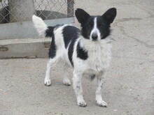 LOLLA, Hund, Mischlingshund in Bulgarien - Bild 8