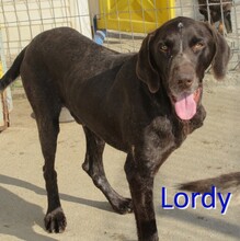 LORDY, Hund, Weimaraner-Labrador-Mix in Bulgarien - Bild 1