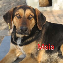 MAIA, Hund, Mischlingshund in Bulgarien - Bild 1