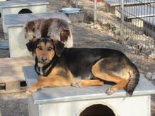 MAIA, Hund, Mischlingshund in Bulgarien - Bild 2