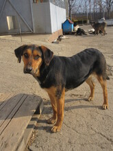 MAIA, Hund, Mischlingshund in Bulgarien - Bild 3