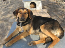 MAIA, Hund, Mischlingshund in Bulgarien - Bild 4