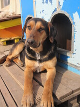 MAIA, Hund, Mischlingshund in Bulgarien - Bild 5