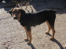 MAIA, Hund, Mischlingshund in Bulgarien - Bild 6