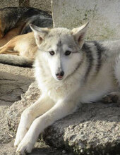 TENGRI, Hund, Siberian Husky-Mix in Bulgarien - Bild 1