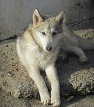 TENGRI, Hund, Siberian Husky-Mix in Bulgarien - Bild 2