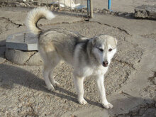 TENGRI, Hund, Siberian Husky-Mix in Bulgarien - Bild 3