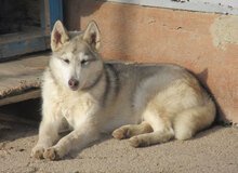 TENGRI, Hund, Siberian Husky-Mix in Bulgarien - Bild 4