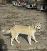 TENGRI, Hund, Siberian Husky-Mix in Bulgarien - Bild 5