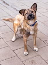 JAMAL, Hund, Mischlingshund in Slowakische Republik - Bild 10
