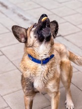 JAMAL, Hund, Mischlingshund in Slowakische Republik - Bild 11
