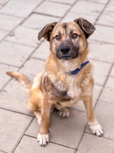 JAMAL, Hund, Mischlingshund in Slowakische Republik - Bild 12