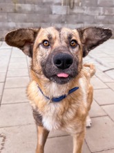 JAMAL, Hund, Mischlingshund in Slowakische Republik - Bild 13