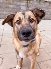 JAMAL, Hund, Mischlingshund in Slowakische Republik - Bild 14